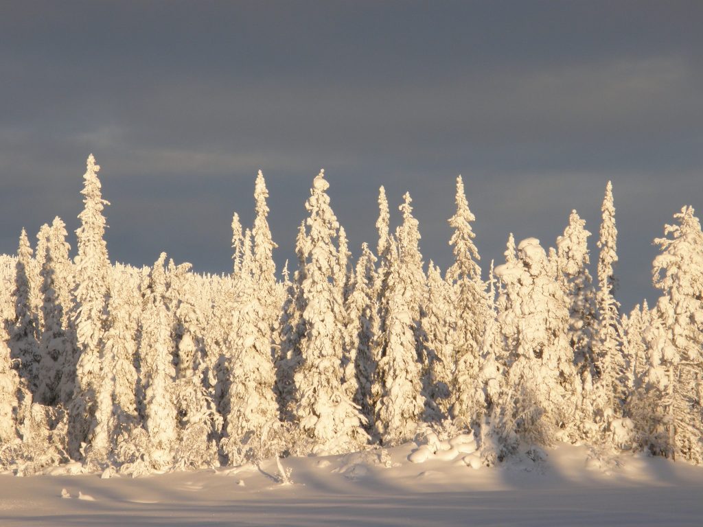 Myrflon 2012 259.jpg